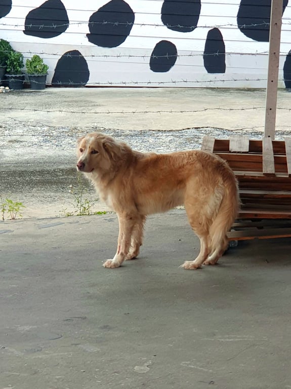 ตามหาเจ้าของหมา สีขาว ครีม ขนยาวสะอาด เหมือนโกเด้นพันผสม อายุน่าจะ3-4ปี