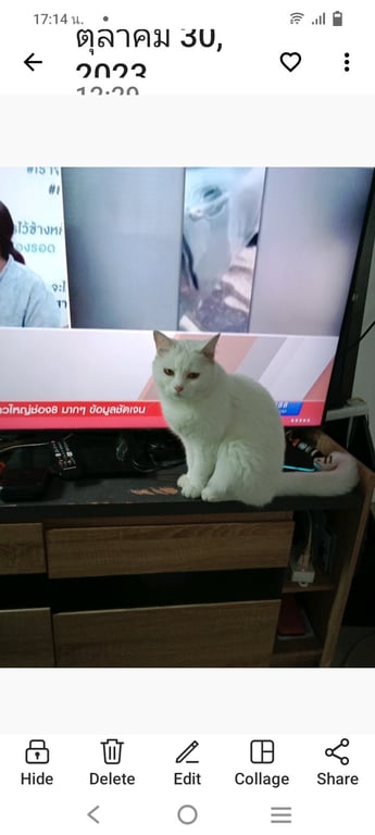 น้องเหมียว