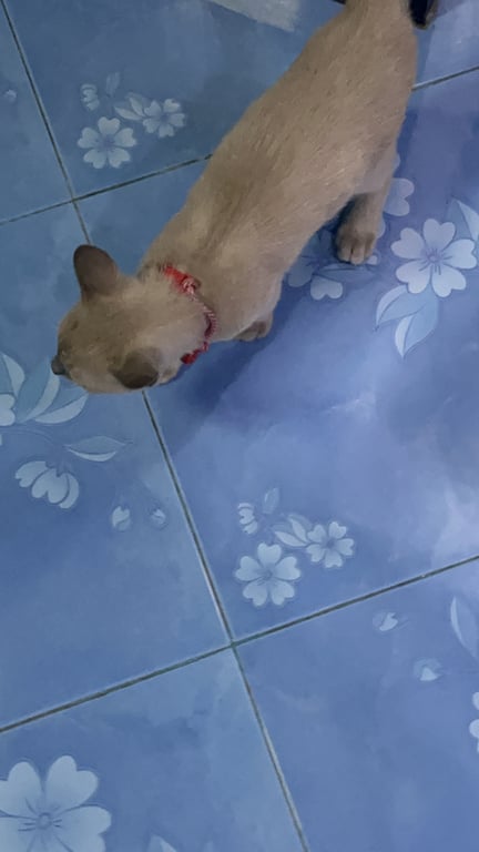 ตามหาเจ้าของแมว 