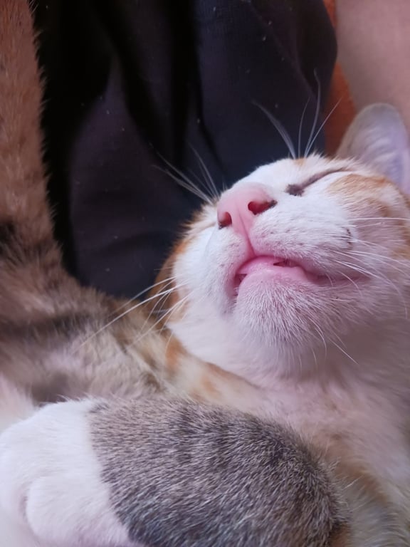 มังคุด