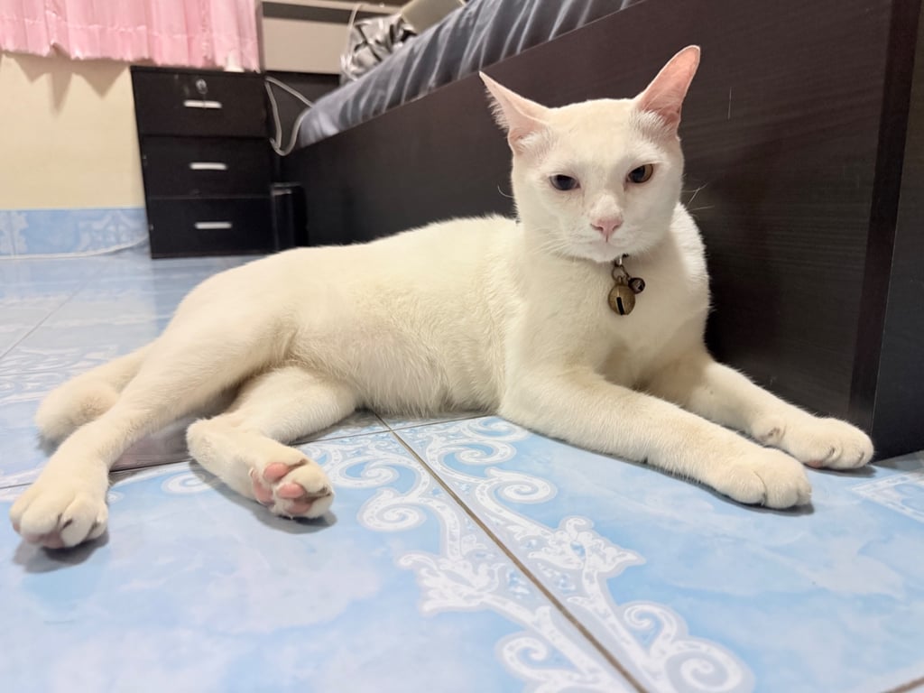 ผักกาด