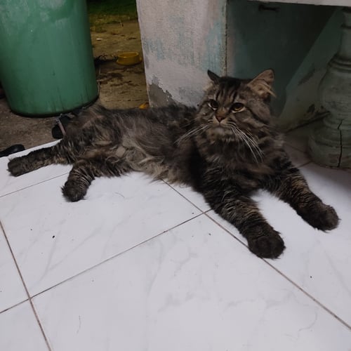 โตโร่