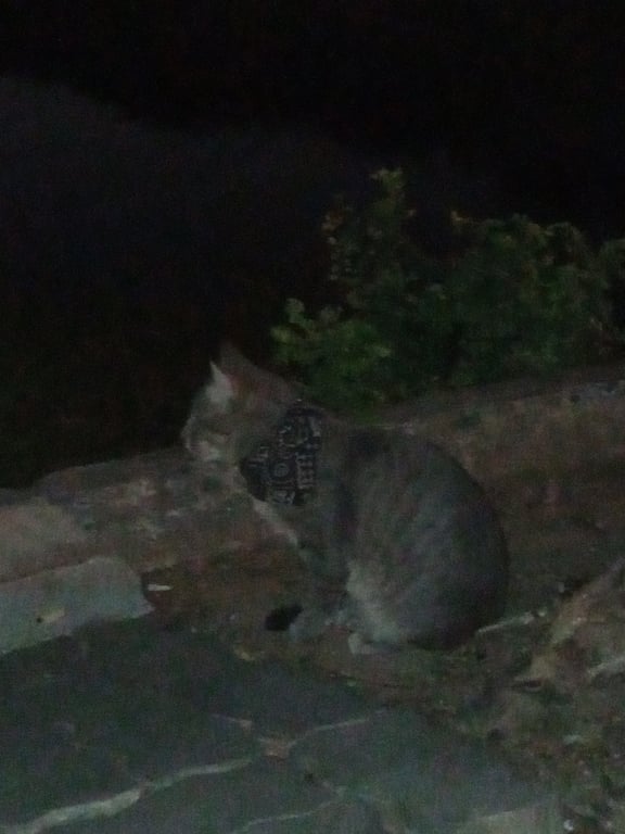 ตามหาเจ้าของแมว ตัวค่อนข้างใหญ่ ค่อนข้างจะเชื่อง น่าจะหลงมาได้ไม่นานเพราะน้องยังไม่ค่อยโทรมมาก