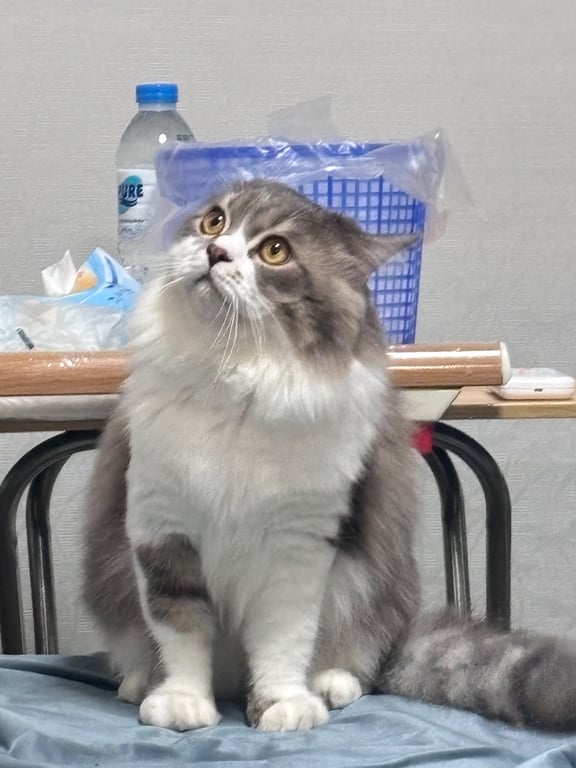 เดกุ
