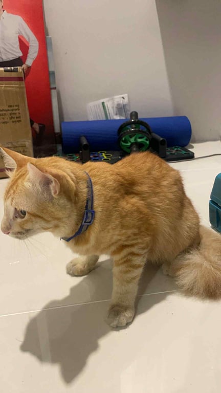 ตามหาเจ้าของแมว 