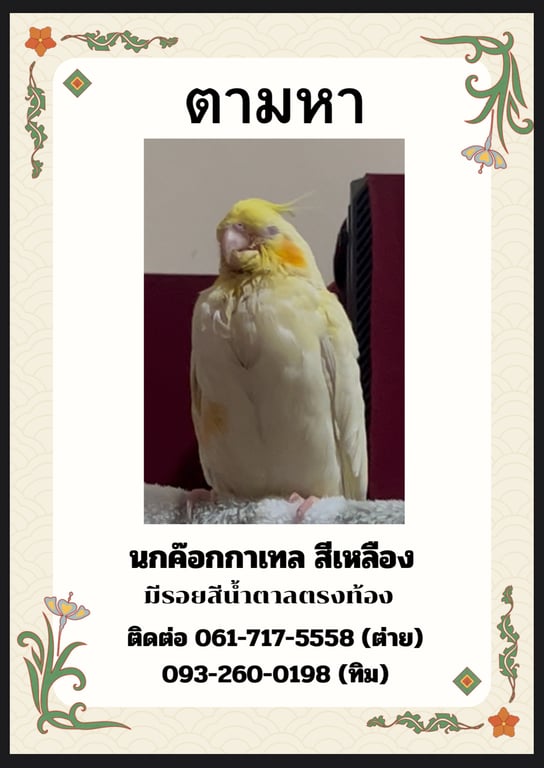 จิปปี้