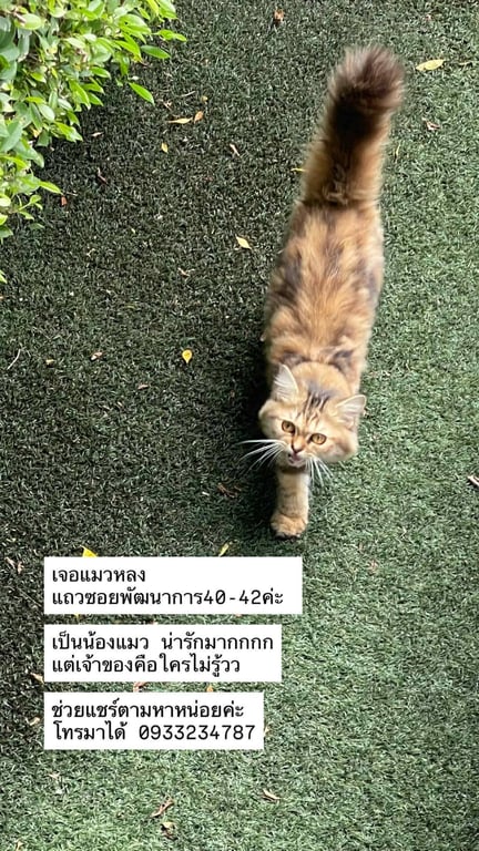 ตามหาเจ้าของแมว พบเจอแมวหลงมาที่ลานจอดรถออฟฟิศ CP Axtra (Makro) ถนนพัฒนาการ