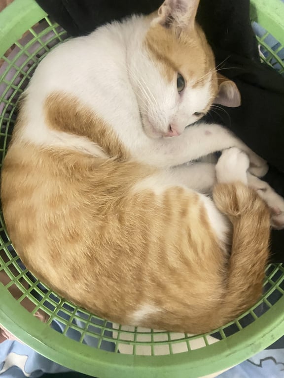 ชาบู