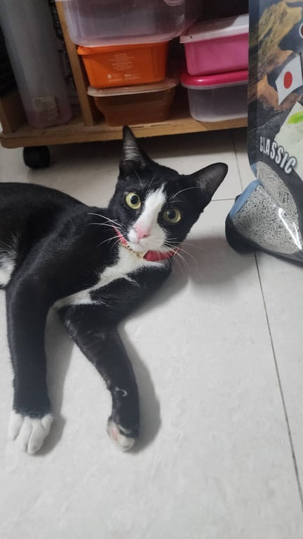 ชีโตส