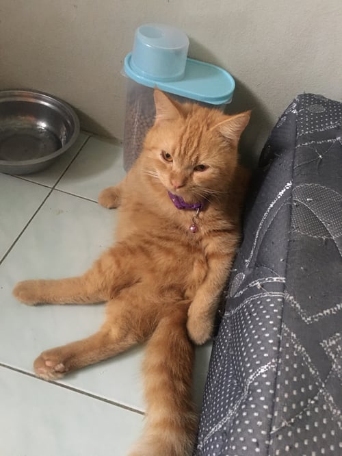 ไข่ตุ๋น