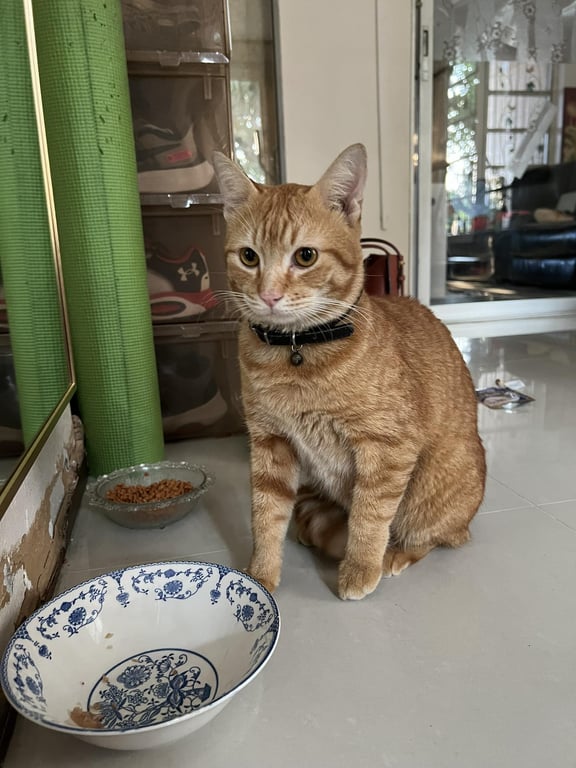 ตามหาเจ้าของแมว สลิด ส้ม เข้ากับคนง่าย