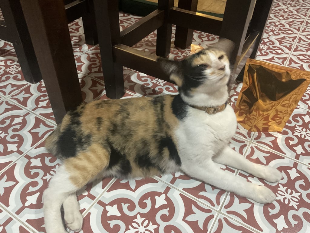 ตามหาเจ้าของแมว สามสี หางกุด น้องหายใจไม่ปกติ มีเสียงหอบหืดเป็นช่วงๆ