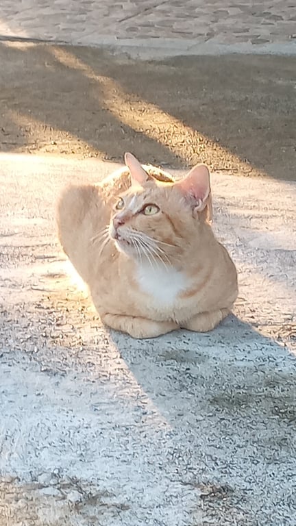 ส้ม