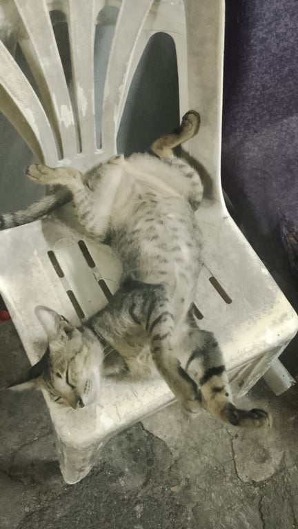 แจ๊บ