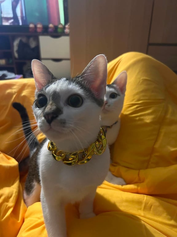 แจ้บ