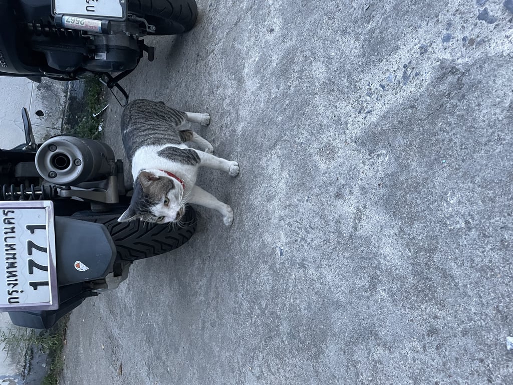 ตามหาเจ้าของแมว พบน้อง 2 ตัวน่าจะหลงมาด้วยกันค่ะ เป็นตัวผู้กับตัวเมีย
อยู่แถวสามเสน ดุสิต กรุงเทพค่ะ