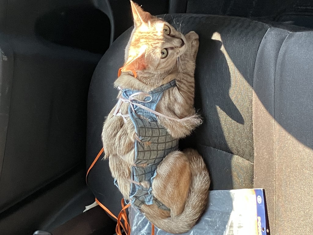 ตามหาเจ้าของแมว 