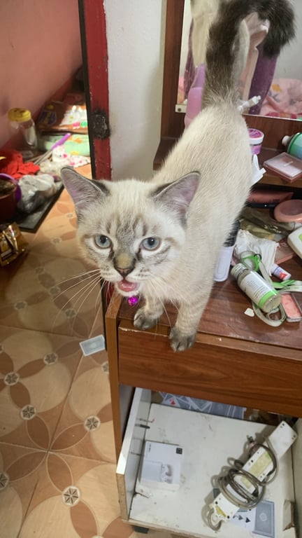 แซลม่อน