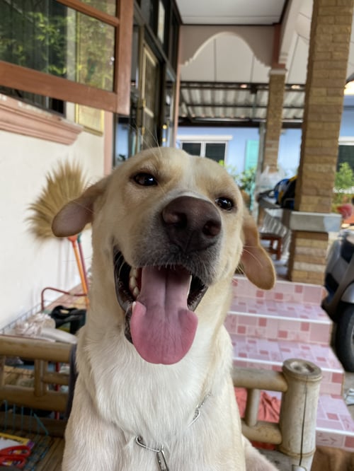ถั่วงอก