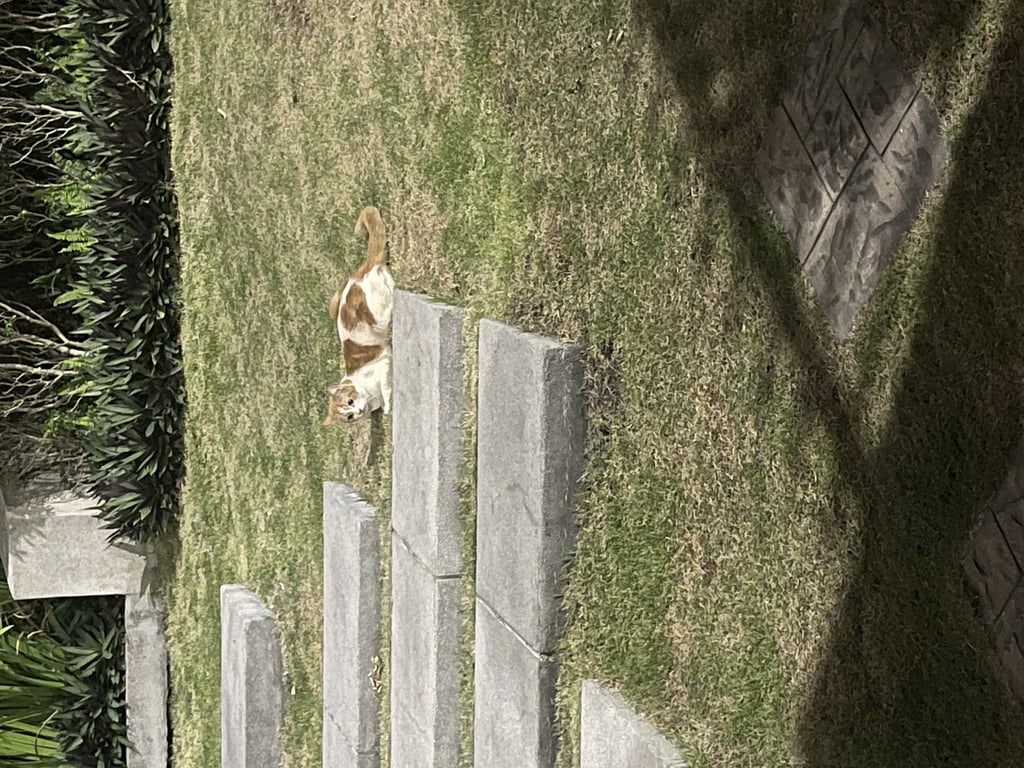 ตามหาเจ้าของแมว 