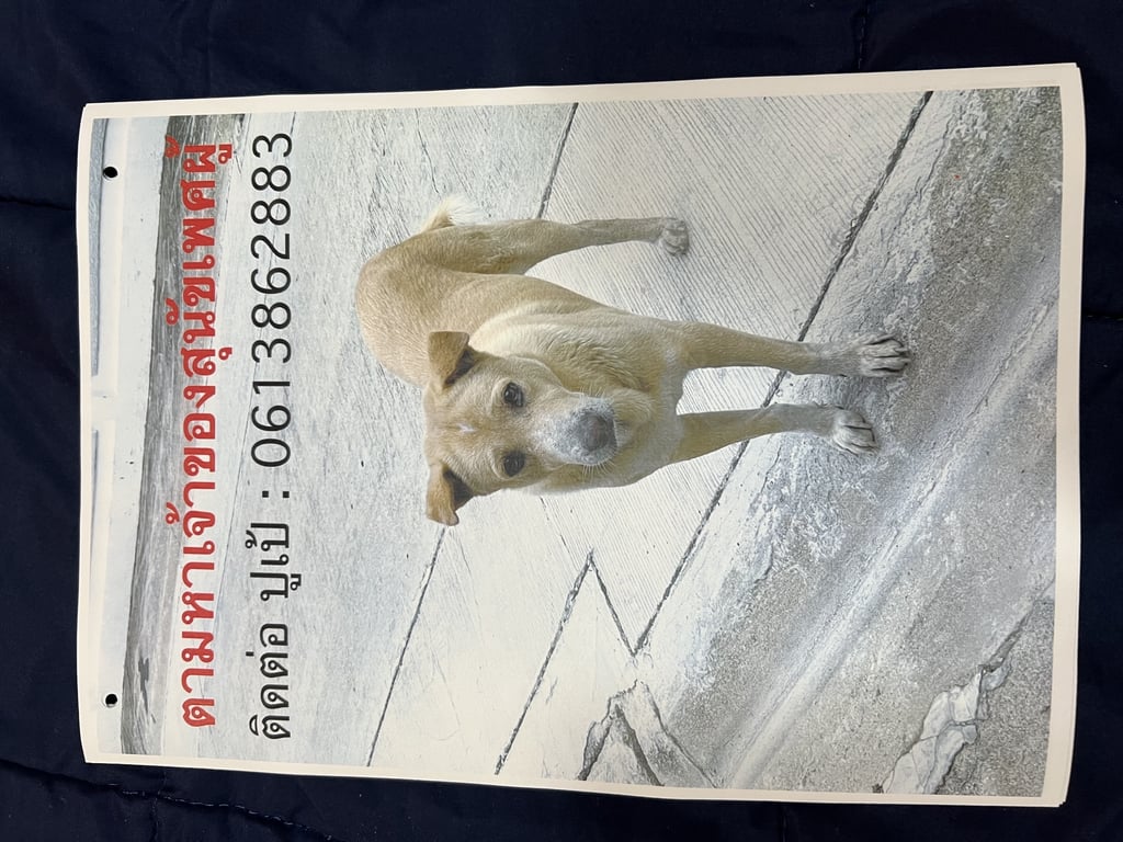 ตามหาเจ้าของหมา เบอร์ติดต่อ 0613862883