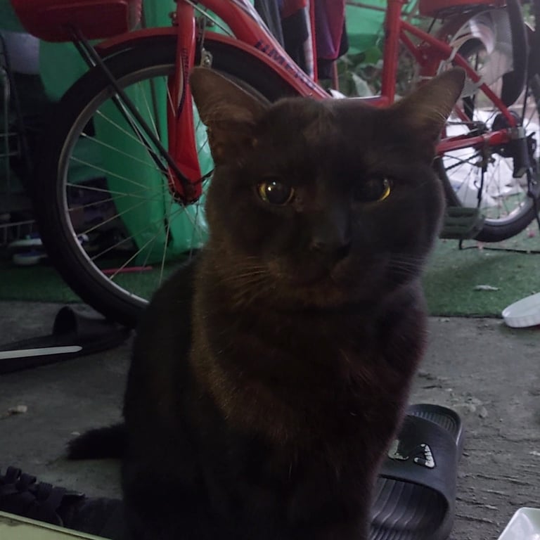 ตามหาเจ้าของแมว แมวดำ​ ขนฟู​ อ้วนมาก​ ดูเหมือนจะเป็นแมวบ้านเพราะ​น้องดูเชื่อง​