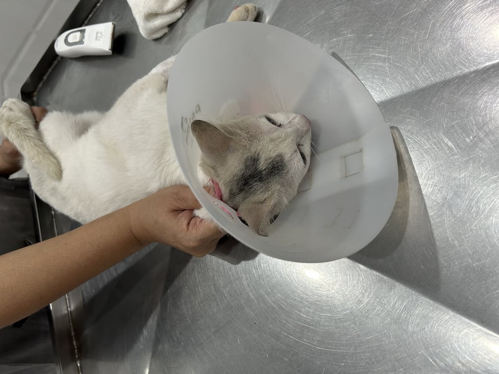 ตามหาเจ้าของแมว 