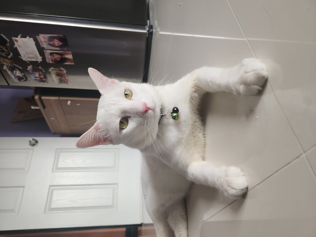 ตามหาเจ้าของแมว หาผู้อุปการะ.....นมสด🌈

😺(น้องนมสด) ขอโอกาสอีกซักครั้งนะคะ 
❤️ขอบคุณมากๆ ถ้าจะช่วยแชร์โพสต์ค่ะ

🥹เรารับน้องมาเป็นแมวตัวที่ 2 ของบ้านค่ะ แต่ว่าน้องยังไม่มีท่าทีว่าจะเข้ากับแมวเดิมเราได้ (ตอนนี้เข้าเดือนที่ 3) เลยมีความจำเป็นต้องขอโอกาสให้น้องอีกครั้งในบ้านหลังใหม่

📝เดิมน้องเป็นแมวจร ตัวมอมแมมเดินลิ้นห้อยหาน้ำกิน เพราะอากาศที่ร้อนจัด ผอมมากๆ อดมื้อกินมื้อ ต้องนอนตามพื้นปูนร้อนๆ ไปทางไหนก็มีแต่คนไล่น้อง 🙏😿 > เรารับน้องมาจากเคสนี้อีกทีค่ะ

✅แมวจรตัวผู้  🔴เป็นเอดส์🔴
✅น้ำหนัก 6.5 กก. (update 1 ก.ย. 66)
✅ขนสีขาวสะอาด หางมีสีเทาๆ
✅อายุประมาณ 3 ขวบ 
✅ทำหมัน + ทำวัคซีนแล้ว
✅หยอดยากันเห็บหมัดไรหูแล้ว
✅ถ่ายพยาธิแล้ว
✅อาบน้ำแล้ว..ตัวหอมมากค่ะ 

🌈สุขภาพแข็งแรง คุยเก่งมาก ขี้อ้อน
🌈แมวเป็นเอดส์ ไม่น่ากลัว  สามารถเลี้ยงได้ตาม
     ปรกติ ไม่ติดต่อสู่คน แต่จะติดต่อแมวได้ทาง
     สารคัดหลั่งเท่านั้น
🌈ไม่มีค่าใช้จ่ายในการเลี้ยงเพิ่ม เท่ากันกับเลี้ยง
      แมวทั่วไป แต่จะมีค่ายาเม็ดบำรุงเลือด 
      เดือนละไม่กี่ร้อยบาท ให้น้องกินบ้าง 

❤️ต้องการบ้านที่มีแมวเป็นเอดส์อยู่แล้ว จะได้เป็น
     เพื่อนกันค่ะ
❤️หรือบ้านที่เคยมีแมวเป็นเอดส์
     และน้องกลับดาวแมวไปแล้ว 
     นมสดขอไปเป็นลูกตัวใหม่นะคะ
❤️เลี้ยงระบบปิด และสามารถเลี้ยงนมสดไปตลอด
❤️ไม่ขังน้องในกรง แต่ให้อยู่ในบ้านเท่านั้น 
❤️ต้องการผู้อุปการะในกทม.ค่ะ
🚫ไม่แนะนำให้เลี้ยงกับแมวที่เป็นปรกติ 
      ควรแยกห้อง
🌈ไม่มีค่าใช้จ่ายใดๆเลยค่ะ 
🌈มีทรายแมว อาหาร และอุปกรณ์อื่นๆ 
     ของนมสดให้จำนวนนึงค่ะ

สนใจทักแชทมาคุยกันก่อนได้ตลอดเลย
ขอบคุณมากค่ะ🙏🙂

🏵️จะมาอัพเดทรูปใหม่เรื่อยๆนะคะ

#cat(dog)foradoption
#noadoptionfee
#adoptdontshop
#แมวจรหาบ้าน
#หาบ้านให้แมว