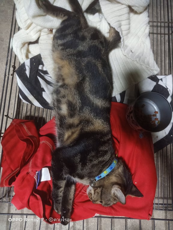 ตามหาเจ้าของแมว 