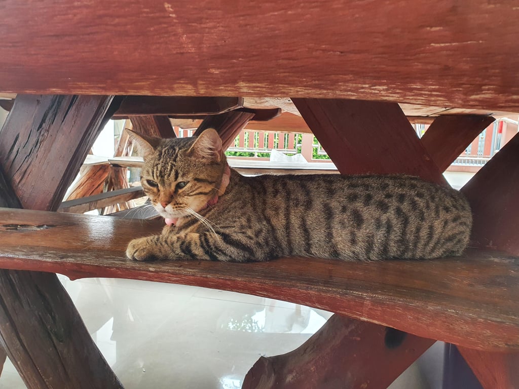 ตามหาเจ้าของแมว น้องเป็นแมวส้มลายดำ ที่คางกับท้องเป็นสีขาว มีปลอกคอเป็นลูกปัดหลายสี มีกระดิ่งสีชมพู