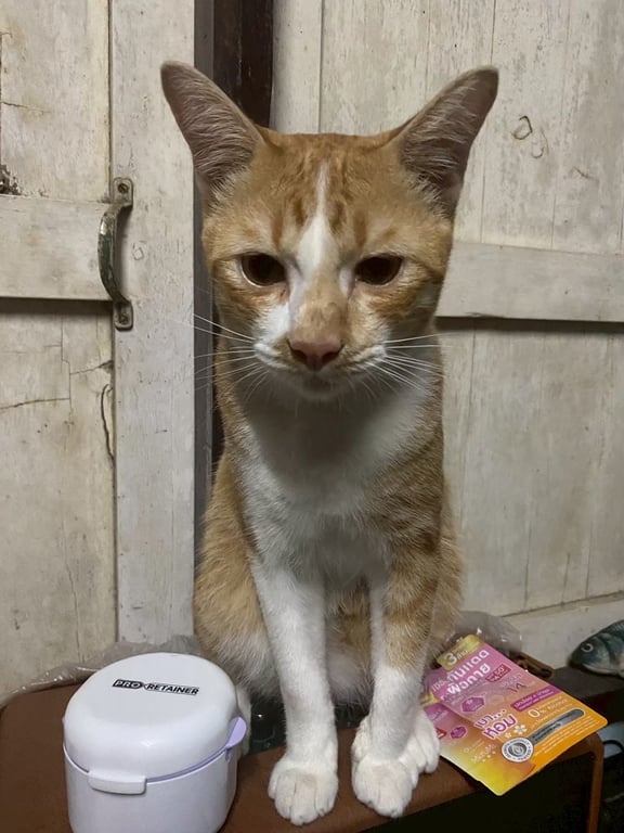 น้องแซลม่อน