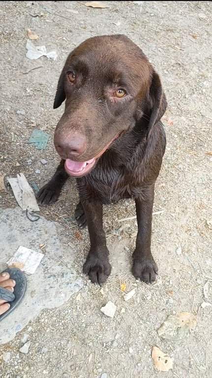 ตามหาเจ้าของหมา น้องชื่อลาเต้ 🥹ตัวใหญ่และค่อนข้างอ้วนค่ะ  เวลาเดินจะกระเพกเพราะขาหลังทั้ง2ข้างของน้องมีแผลค่ะ ขนน้องจะช็อตสีไม่เท่ากันไม่มีปลอกคอค่ะ น้องเป็นหมาใจดีไม่ดุค่ะ