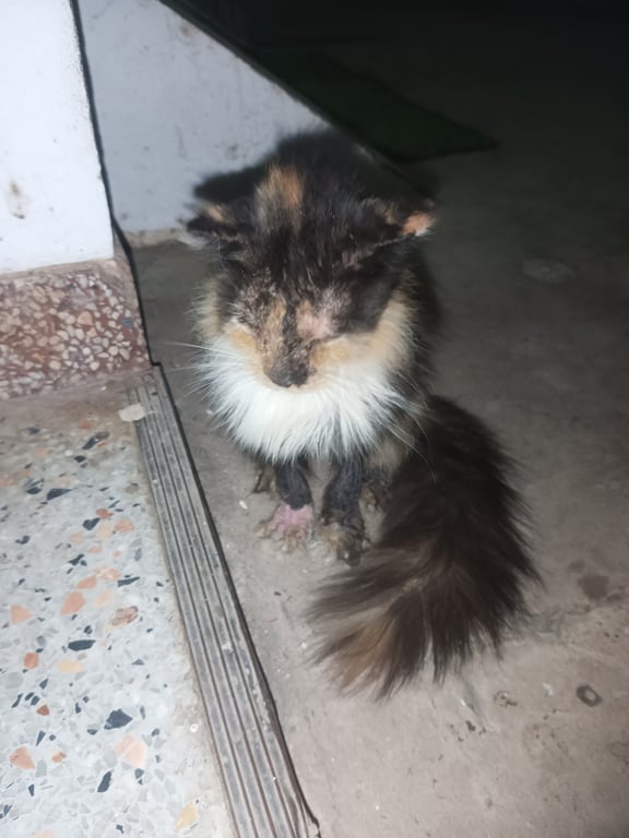 ตามหาเจ้าของแมว หางยาวขนสวย ที่คอเป็นสีขาว