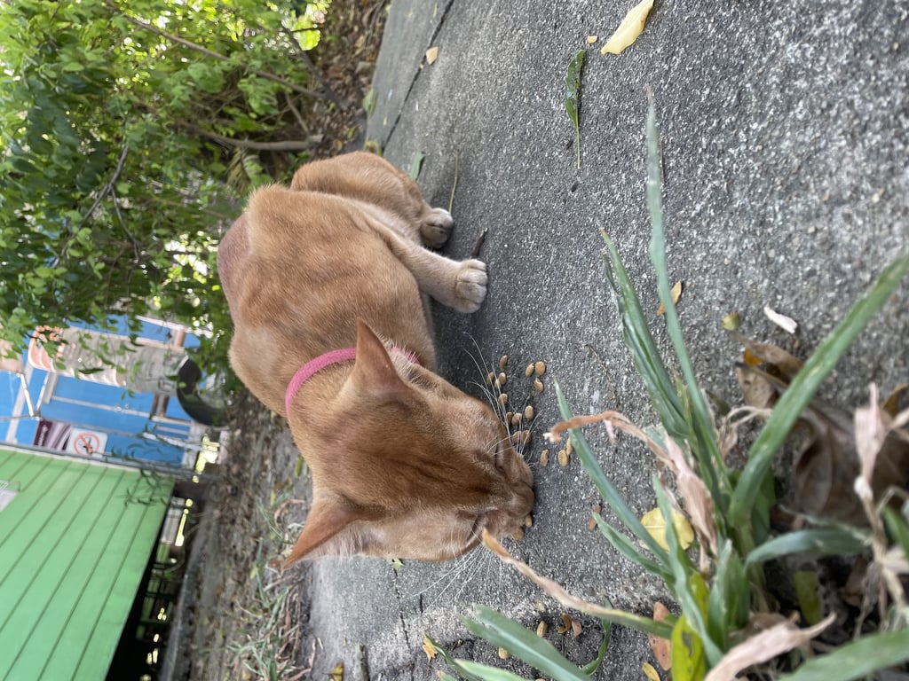 ตามหาเจ้าของแมว 