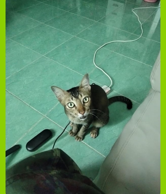 แจ็คกี้