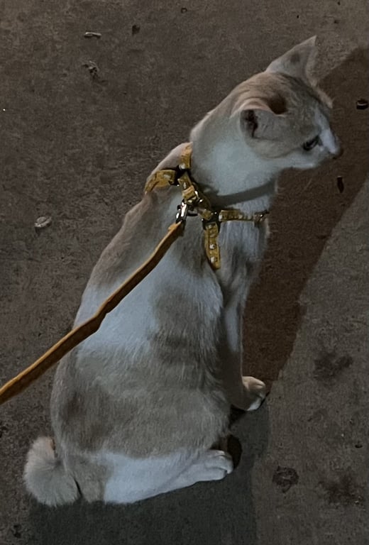 เหมียว