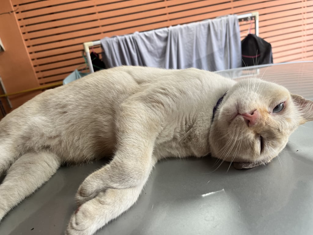 ตามหาเจ้าของแมว 