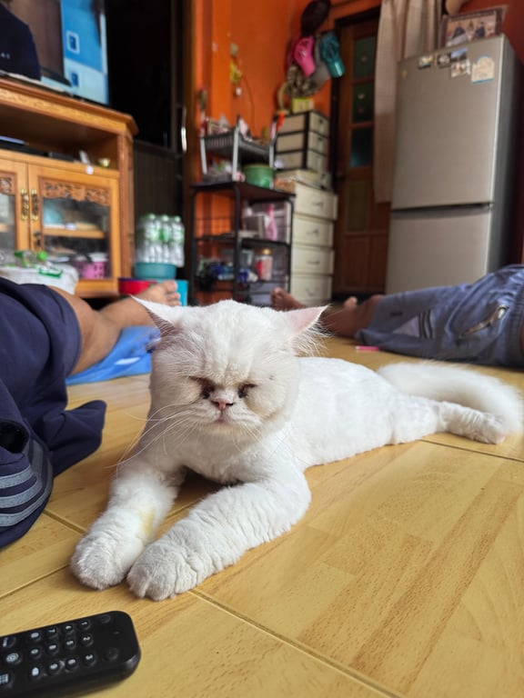 ม็อบ