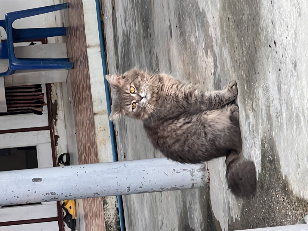 ตามหาเจ้าของแมว ตาสีเหลือง