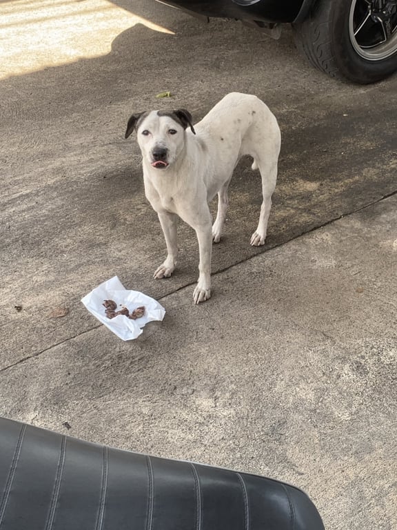 ตามหาเจ้าของหมา พบที่ซอยอัมรา สุวสวัสดิ์ 55 น้องมีตัวสีขาว หูสีดำ