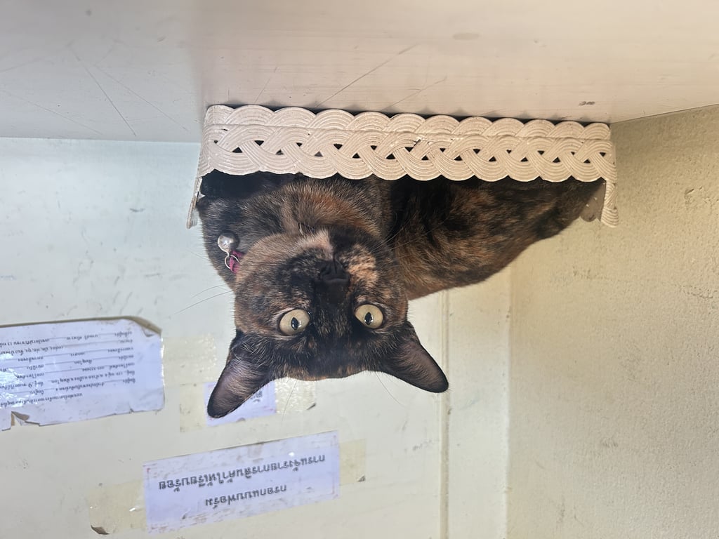 ตามหาเจ้าของแมว หางน้องคตปลายหาง สีเปอะ ตัวเมีย ขี้อ้อน ไม่ขู่ จับง่าย