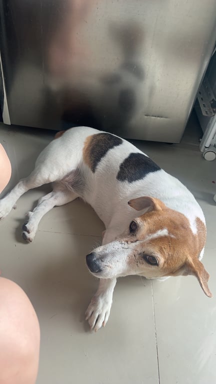 ตามหาเจ้าของหมา 