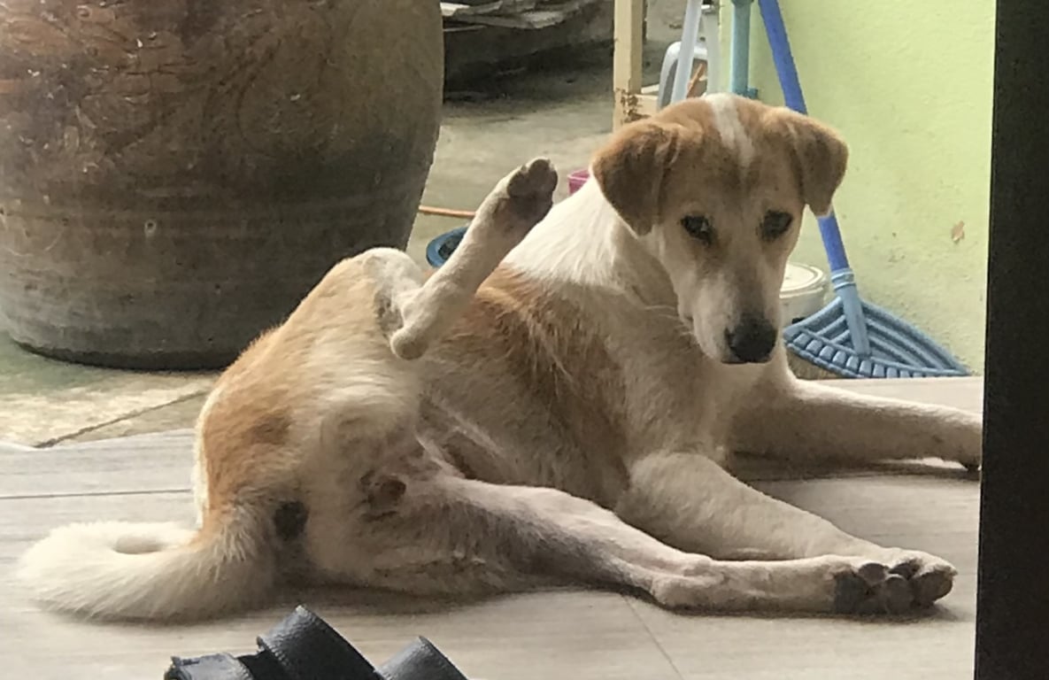 ซูก้า