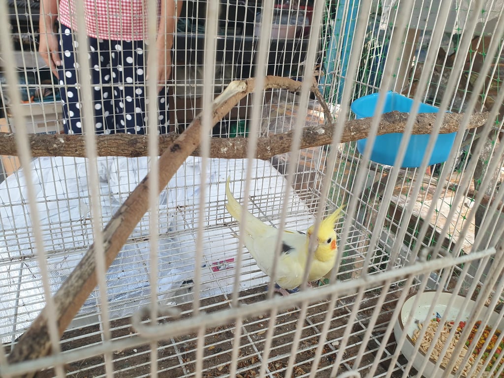 ตามหาเจ้าของนก แม่ค้าแถวตลาดบางแคจับไว้ให้