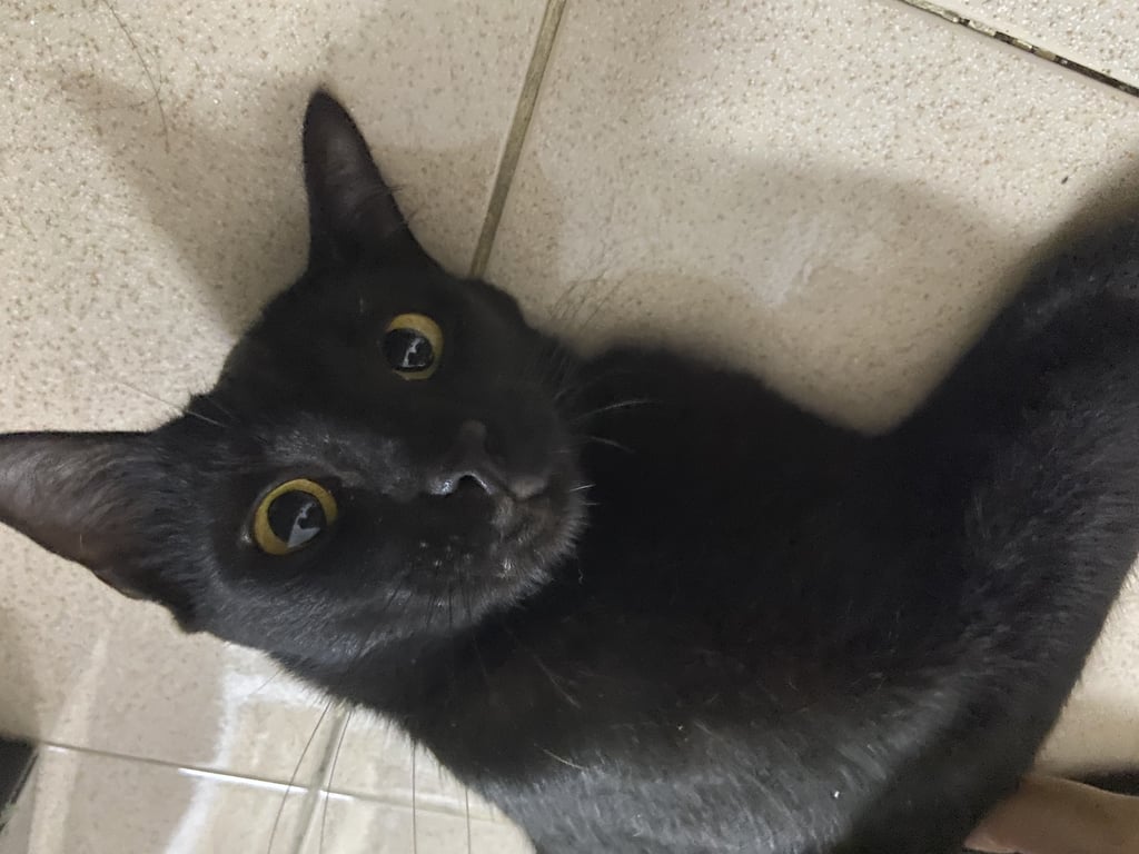 ตามหาเจ้าของแมว ขนสีดำสวย ตาสีเหลือง ขี้อ้อน