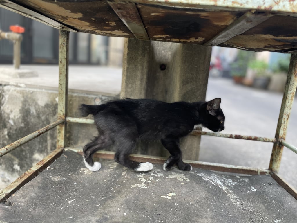 ตามหาเจ้าของแมว ลูกแมวอายุไม่เกิน 3 เดือน สีดำมีจุดขาวที่เท้า หางกุด เข้าใกล้ได้แต่ไม่ให้จับ