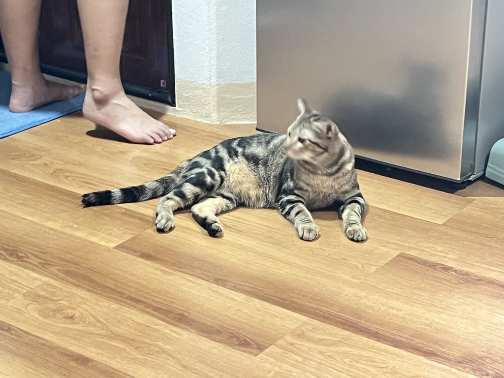 ตามหาเจ้าของแมว ยังไม่ทำหมัน ตัดเล็บสะอาด ขนหูยาว (มีรอยตัดขนหู) อมหางตัวเองทั้งวันทั้งคืน อมจนเปียก อมจนท้อ อมจนไม่รู้จะอมยังไง