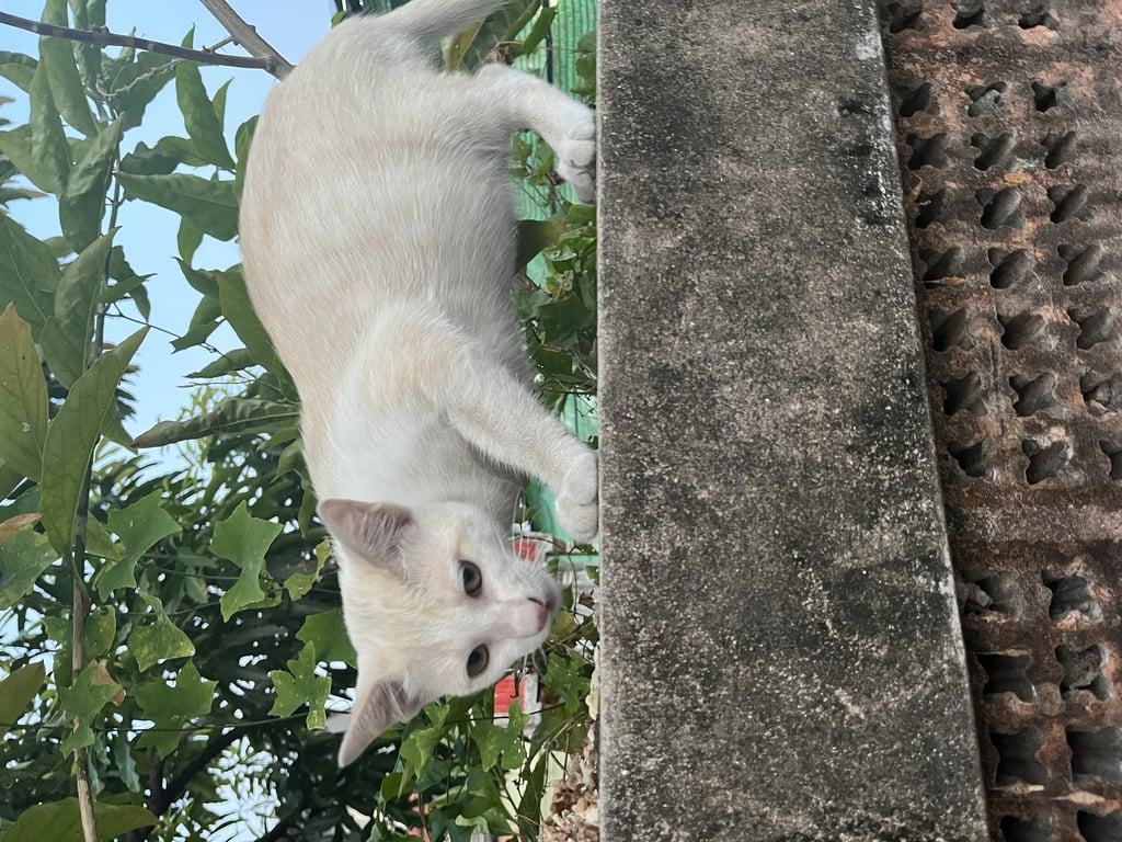 ตามหาเจ้าของแมว อายุ 4 เดือน