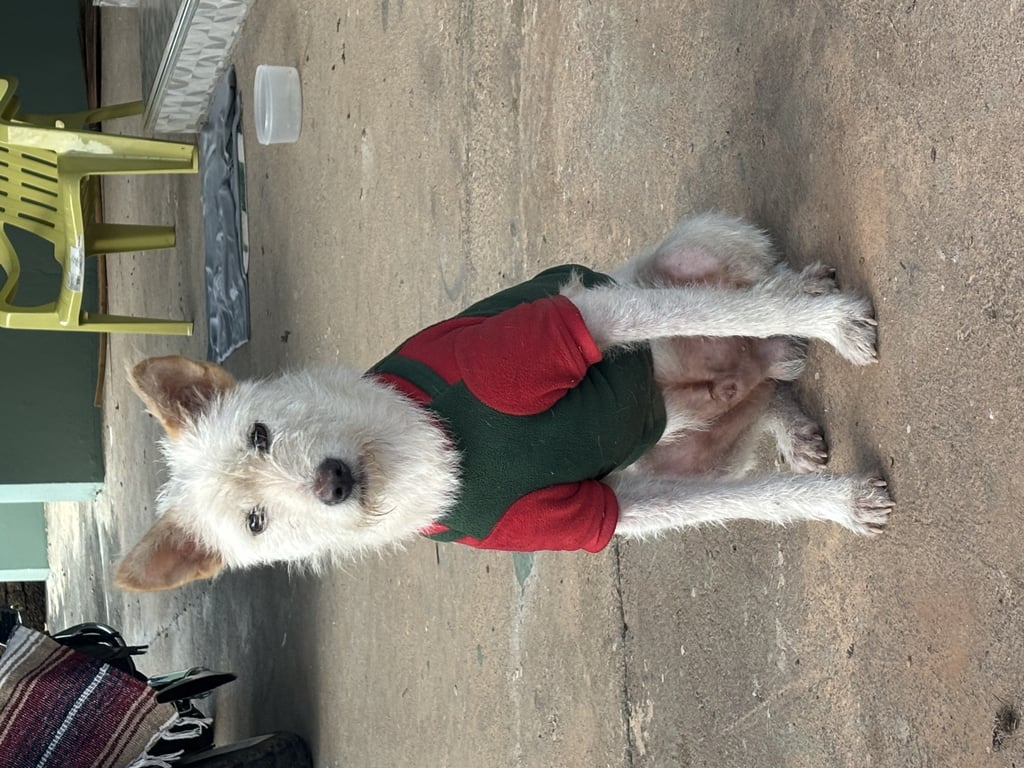 ตามหาเจ้าของหมา สวมเสื้อคริสมาส