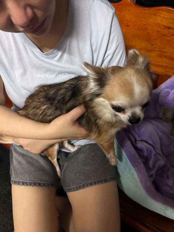 ตามหาเจ้าของหมา พบเห็นในซอย